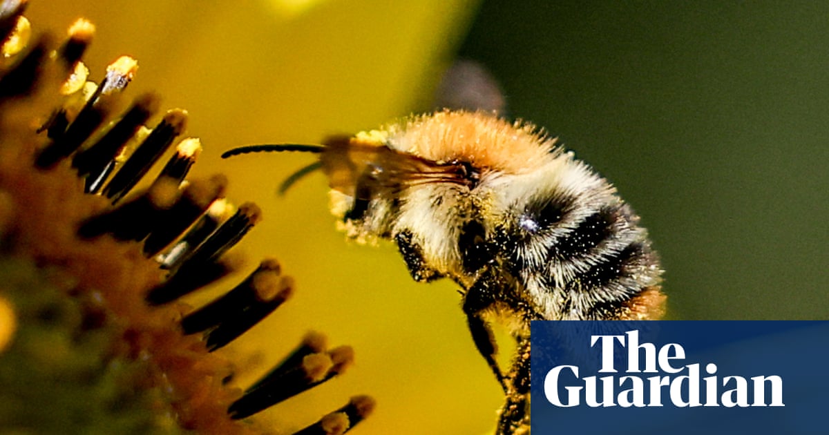 Wild bees visit different flowers to balance diet, study shows