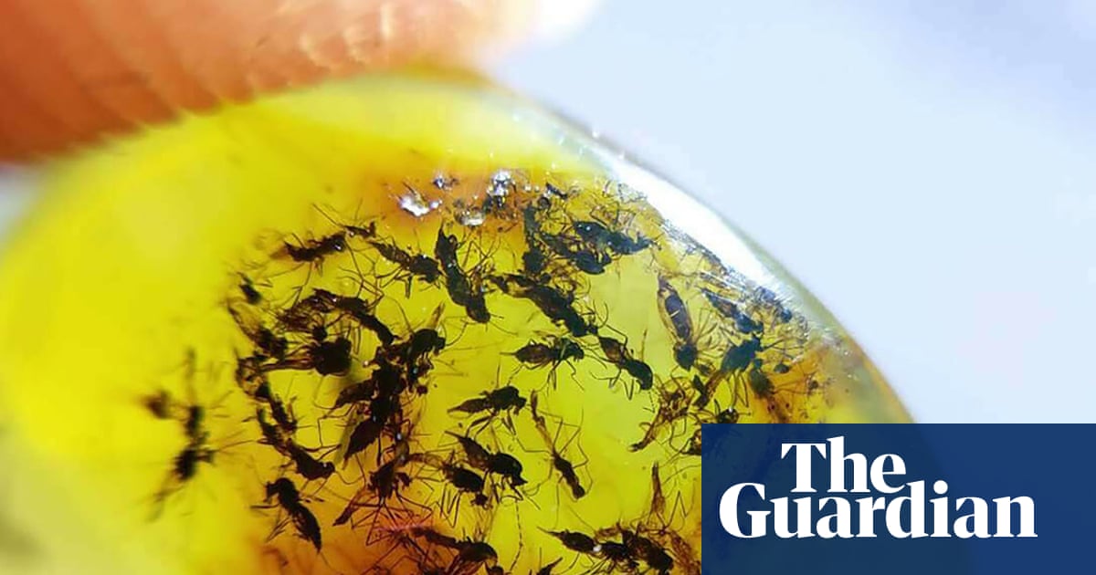 ‘I love midges because I know what their hearts look like’: is the passion for taxonomy in danger of dying out?