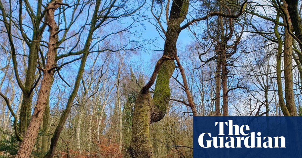 Country diary: To the old quarry, for a Triassic quest | Jennifer Jones